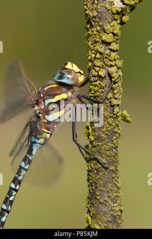 Mannetje, homme Venglazenmaker Aeshna juncea Banque D'Images