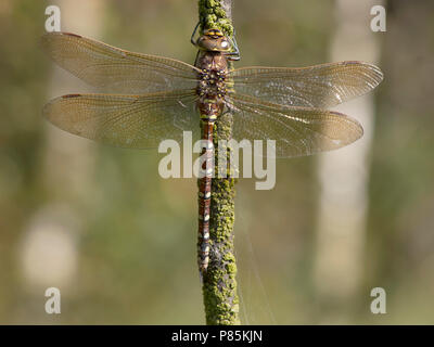 Venglazenmaker Vrouwtje femelle Aeshna juncea, Banque D'Images