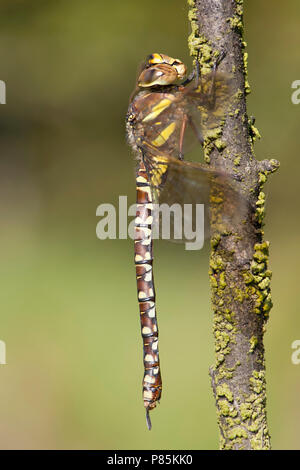 Venglazenmaker Vrouwtje femelle Aeshna juncea, Banque D'Images