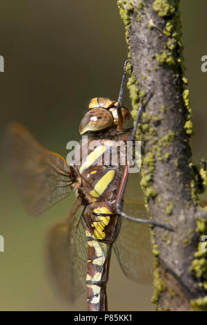 Venglazenmaker Vrouwtje femelle Aeshna juncea, Banque D'Images