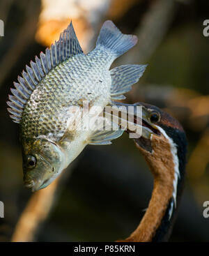 Le dard de l'Afrique de l'anhinga rufa) (avec un poisson frais Banque D'Images