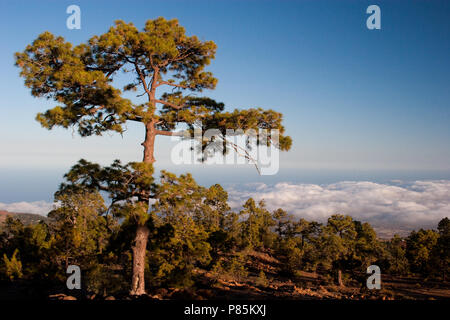 Landschap Ténérife Ténérife les paysages ; Banque D'Images