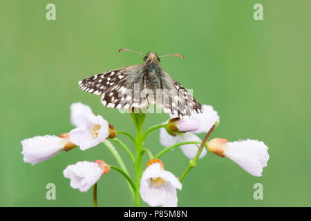 Aardbeivlinder Grizzled Skipper, Banque D'Images