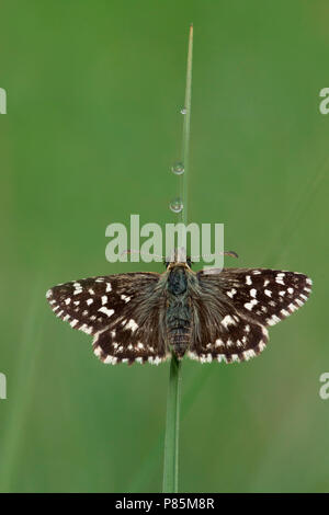 Aardbeivlinder Grizzled Skipper, Banque D'Images