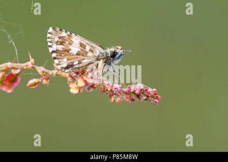 Aardbeivlinder Grizzled Skipper, Banque D'Images