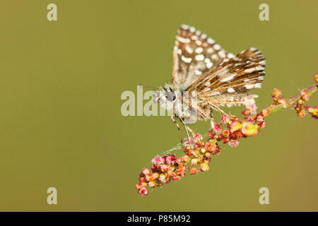 Aardbeivlinder Grizzled Skipper, Banque D'Images