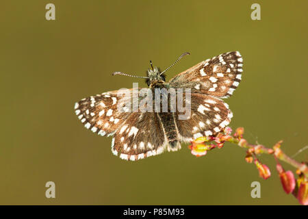 Aardbeivlinder Grizzled Skipper, Banque D'Images