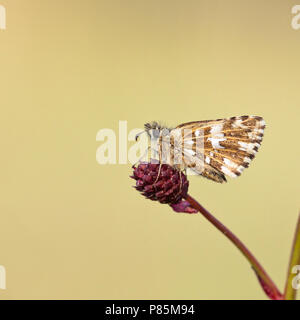 Aardbeivlinder Grizzled Skipper, Banque D'Images