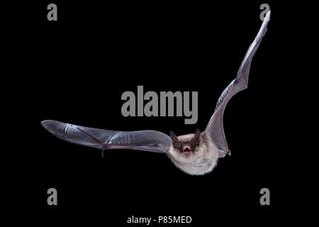 Baardvleermuis Moustac, bat, Myotis mystacinus Banque D'Images