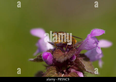 Paarse dovenetel rencontré vlieg, Red Deadnettle avec fly Banque D'Images