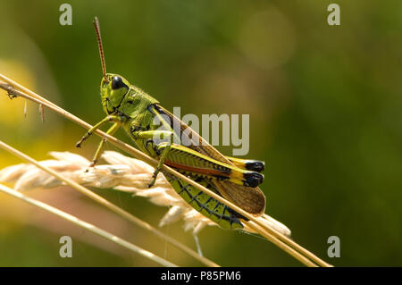 Le Criquet grande Pays-bas, Moerassprinkhaan Nederland Banque D'Images