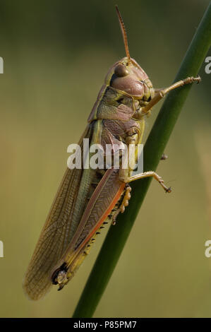 Le Criquet grande Pays-bas, Moerassprinkhaan Nederland Banque D'Images