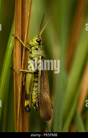 Le Criquet grande Pays-bas, Moerassprinkhaan Nederland Banque D'Images