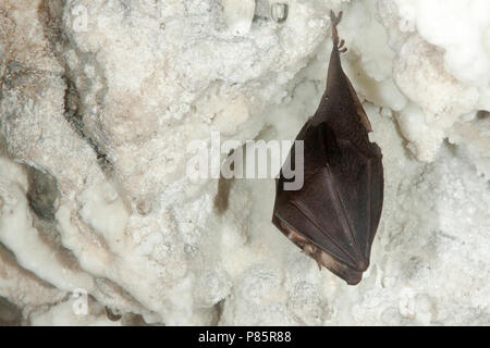 Hoefijzerneus Slapende Kleine, coin couchage Petit Rhinolophe Banque D'Images