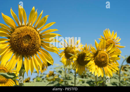 Tournesol belle close up en vert paysage rural. Champ de fleurs jaune avec fond de ciel bleu sur la journée ensoleillée. Banque D'Images