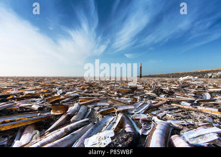 Amerikaanse zwaardschede op het strand, Atlantic Jackknife Clam sur la plage Banque D'Images