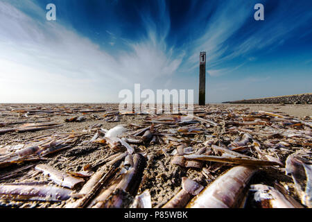 Amerikaanse zwaardschede op het strand, Atlantic Jackknife Clam sur la plage Banque D'Images