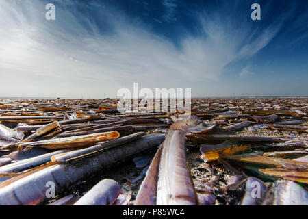 Amerikaanse zwaardschede op het strand, Atlantic Jackknife Clam sur la plage Banque D'Images