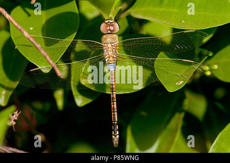 Mannetje, homme Zadellibel Anax ephippiger Banque D'Images
