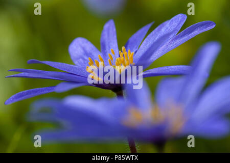 Close-up van Blauwe anemoon bloemen, Close-up de fleurs Windflower Apennine Banque D'Images