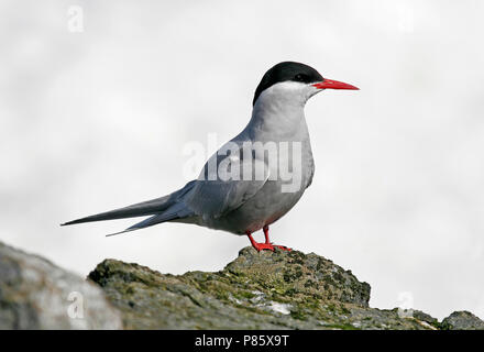 Antarctic Sterne pierregarin (Sterna vittata) Banque D'Images