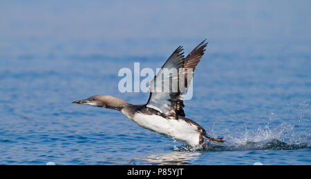 Plongeon arctique Gavia arctica - Prachttaucher - ssp. arctica, Allemagne adultes en mue, Banque D'Images