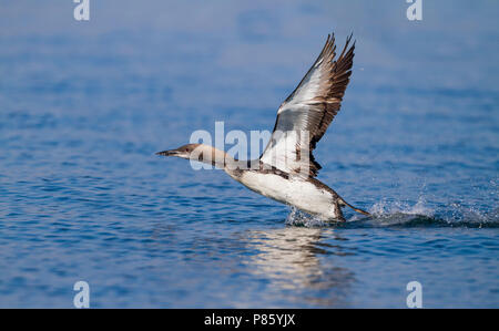 Plongeon arctique Gavia arctica - Prachttaucher - ssp. arctica, Allemagne adultes en mue, Banque D'Images