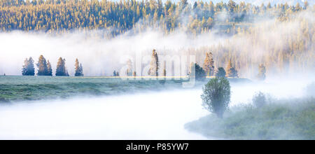 WY02785-00...WYOMING - lever du soleil au brouillard d'Oxbow la Snake River dans le Grand Teton National Park. Banque D'Images