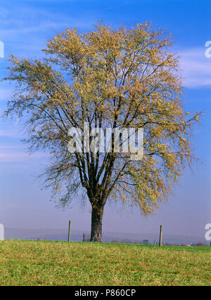 L'érable argenté ARBRE SUR MISTY COLLINE DANS LA COULEUR DE L'automne (Acer saccharinum) SAISON 4 [SÉRIE] / NEW YORK Banque D'Images