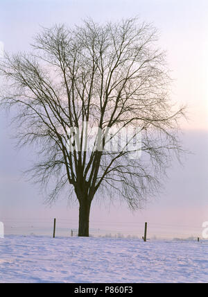 L'érable argenté ARBRE SUR COLLINE MISTY EN HIVER (Acer saccharinum) SAISON 4 [SÉRIE] / NEW YORK Banque D'Images