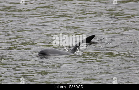 Witflankdolfijn, dauphin à flancs blancs de l'Atlantique, Lagenorhynchus acutus Banque D'Images