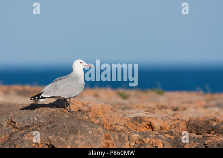 D'Audouin - Korallenmöwe - Larus audouinii, Espagne (Majorque), adulte Banque D'Images