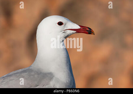 D'Audouin - Korallenmöwe - Larus audouinii, Espagne (Majorque), adulte Banque D'Images