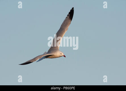 D'Audouin - Korallenmöwe - Larus audouinii, Espagne (Majorque), adulte Banque D'Images