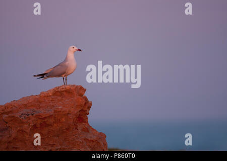 D'Audouin - Korallenmöwe - Larus audouinii, Espagne (Majorque), adulte Banque D'Images