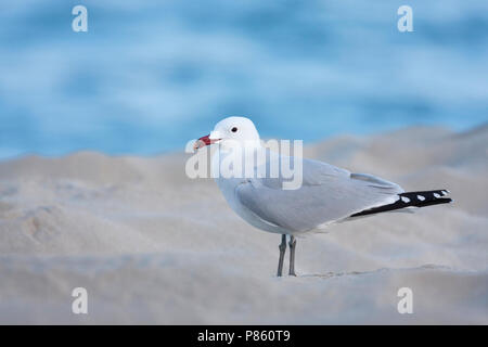 D'Audouin - Korallenmöwe - Larus audouinii, Espagne (Majorque), adulte Banque D'Images