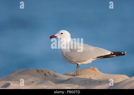 D'Audouin - Korallenmöwe - Larus audouinii, Espagne (Majorque), adulte Banque D'Images