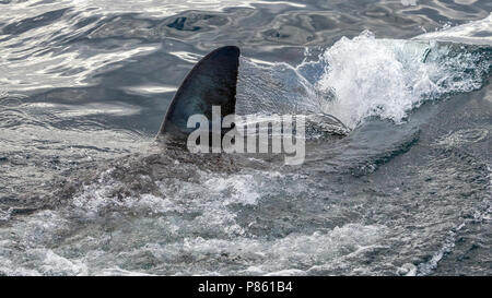 Nageoire dorsale de grand requin blanc près de l'île Seal à False Bay, Afrique du Sud. Banque D'Images