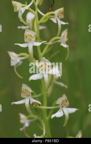 Une plus grande floraison orchidée-papillon France, Bergnachtorchis Bloeiende Frankrijk Banque D'Images