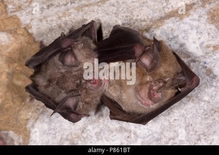 Grote hoefijzerneus hangend ; plus grand rhinolophe pendaison Banque D'Images