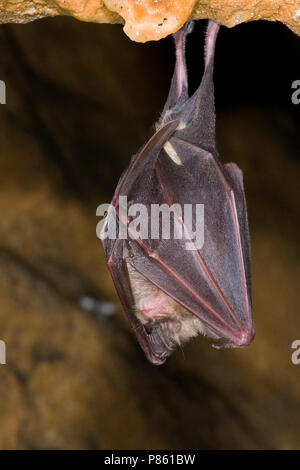 Grote hoefijzerneus hangend ; plus grand rhinolophe pendaison Banque D'Images