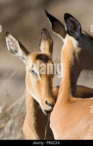 Impala close-up ; Impala close up Banque D'Images