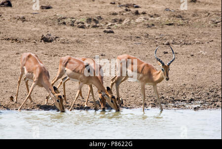 Groepje drinkende Impala's ; Groupe d'Impala potable Banque D'Images