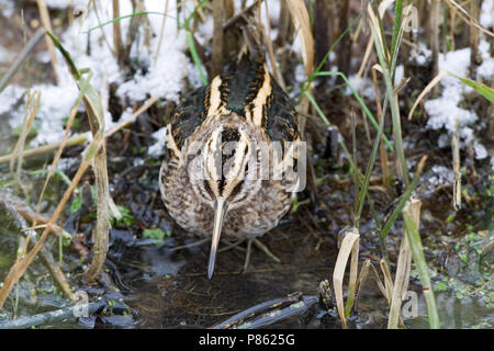 Jack Snipe en quête de petit ruisseau au cours de période de gel ; Bokje foeragerend vorstperiode dans sloot tijdens Banque D'Images