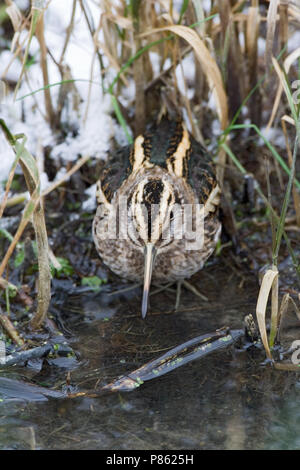 Jack Snipe en quête de petit ruisseau au cours de période de gel ; Bokje foeragerend vorstperiode dans sloot tijdens Banque D'Images