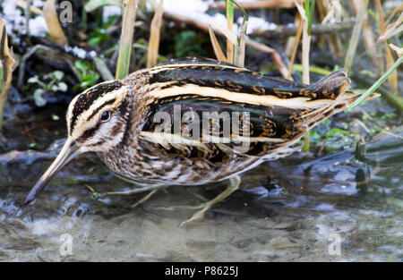 Jack Snipe en quête de petit ruisseau au cours de période de gel ; Bokje foeragerend vorstperiode dans sloot tijdens Banque D'Images