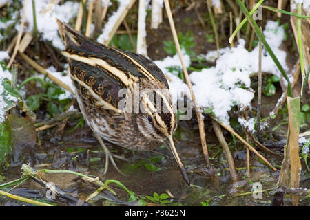 Jack Snipe en quête de petit ruisseau au cours de période de gel ; Bokje foeragerend vorstperiode dans sloot tijdens Banque D'Images