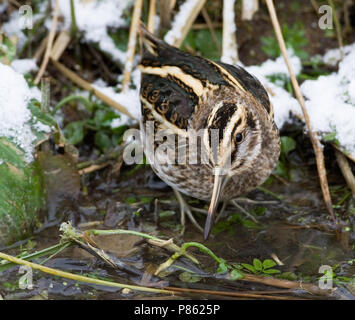 Jack Snipe en quête de petit ruisseau au cours de période de gel ; Bokje foeragerend vorstperiode dans sloot tijdens Banque D'Images