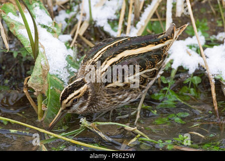 Jack Snipe en quête de petit ruisseau au cours de période de gel ; Bokje foeragerend vorstperiode dans sloot tijdens Banque D'Images