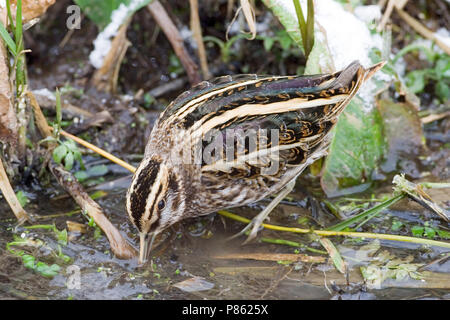 Jack Snipe en quête de petit ruisseau au cours de période de gel ; Bokje foeragerend vorstperiode dans sloot tijdens Banque D'Images